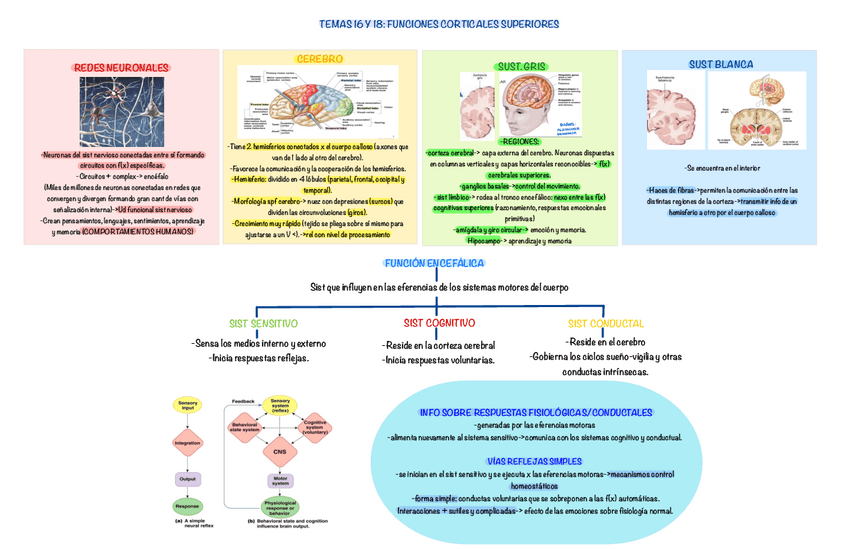 Miniatura del documento Temas-16-y-18-fisiologia.pdf