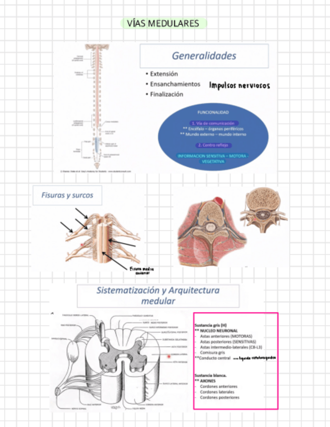 Miniatura del documento Vias-medulares-y-neurofisiologia-de-la-vision-.pdf