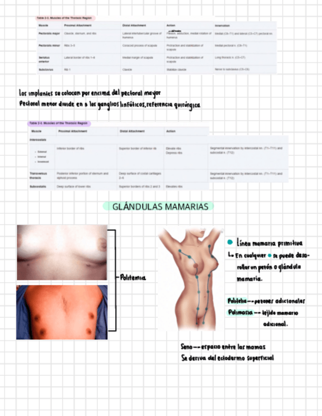 Miniatura del documento Glandulas-mamarias.pdf