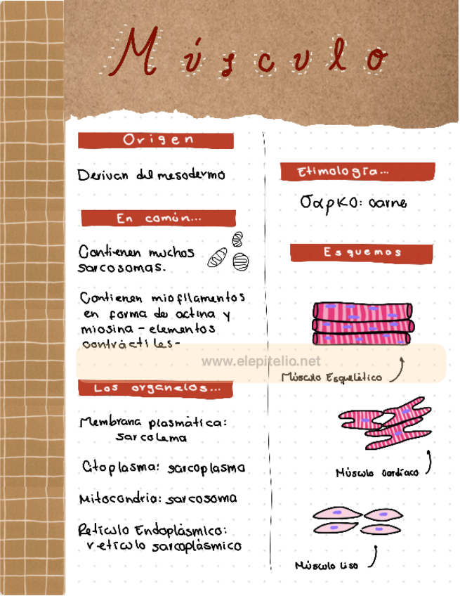 Miniatura del documento MUSCULO-ESQUELETICO.pdf