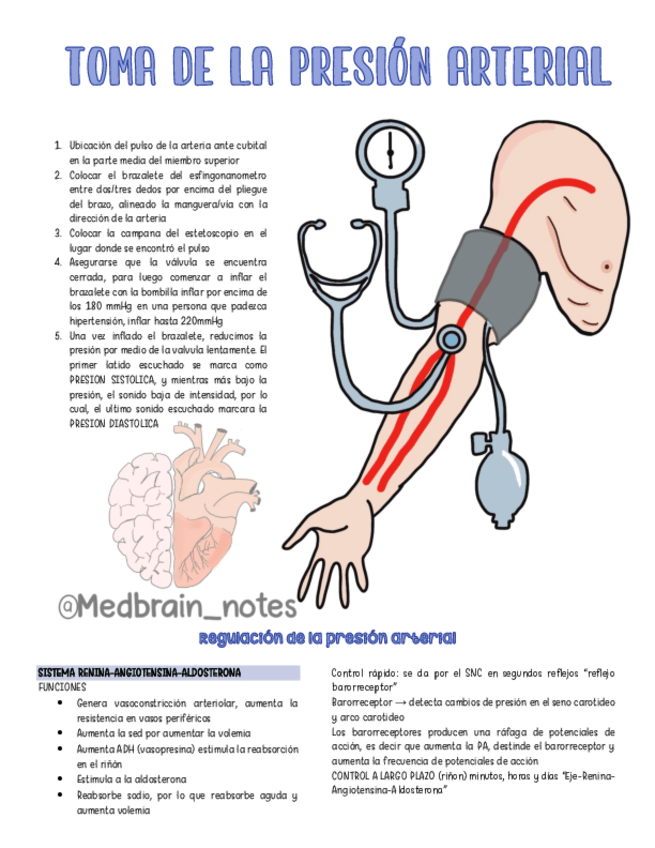 Miniatura del documento Toma-De-Presion-Arterial.pdf