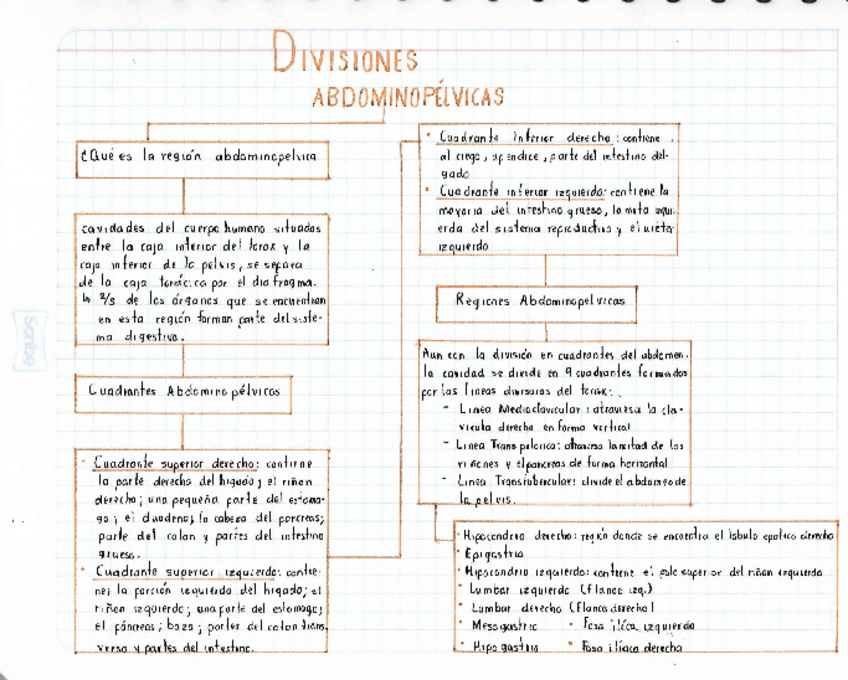 Miniatura del documento Divisiones-abdominopelvicas.pdf