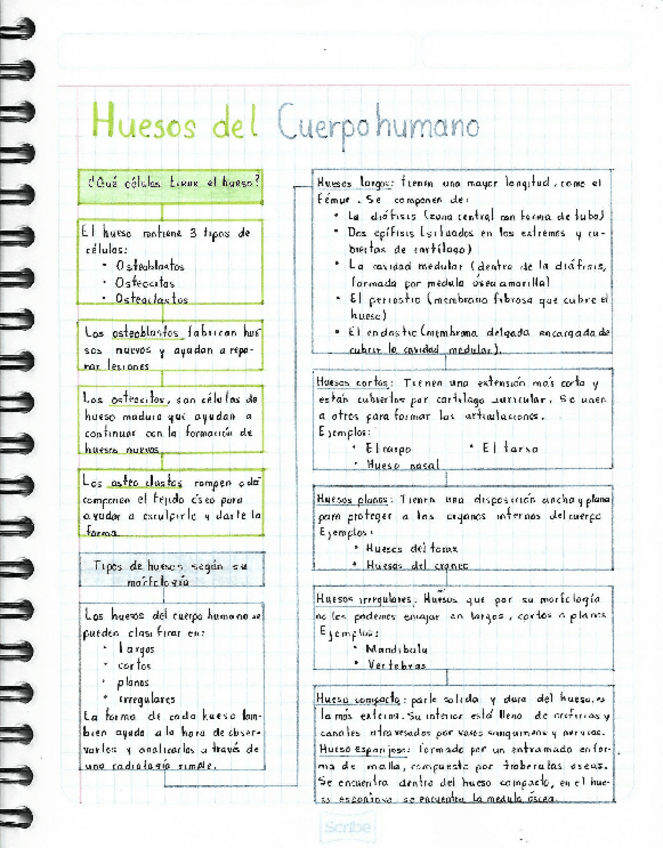 Miniatura del documento Huesos-del-cuerpo-humano.pdf