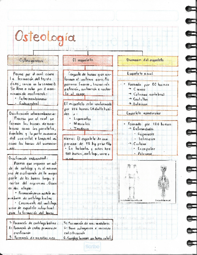 Miniatura del documento Osteologia.pdf