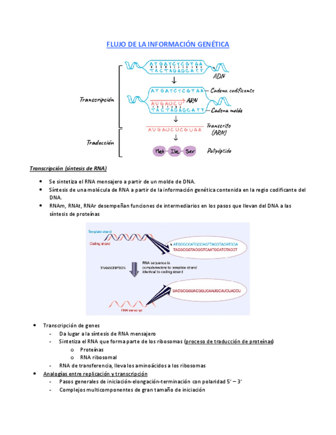 Miniatura del documento FLUJO-DE-LA-INFORMACION-GENETICA.pdf