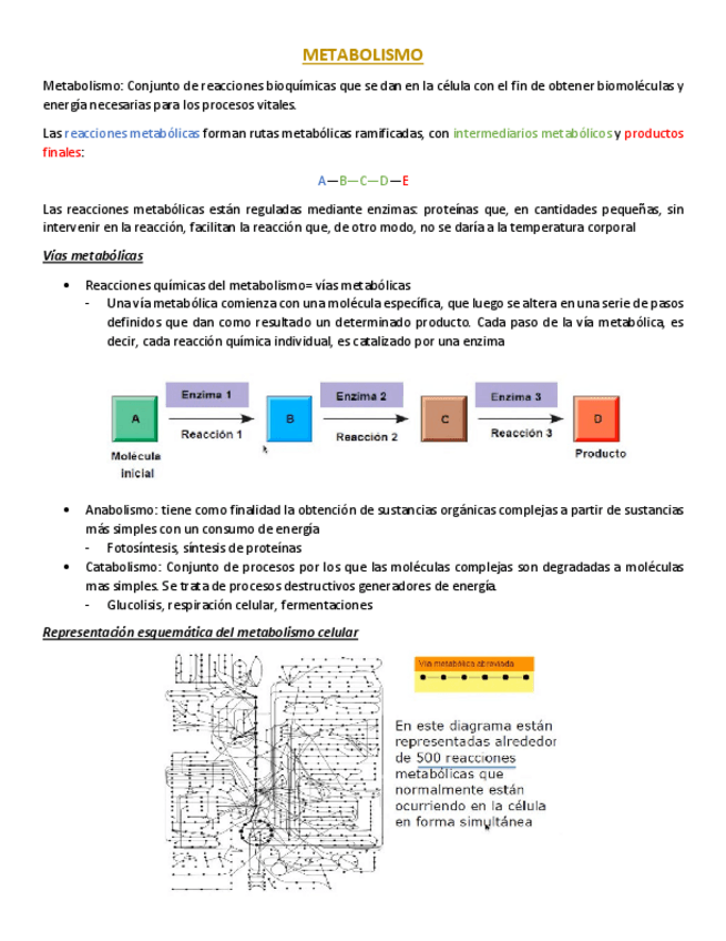 Miniatura del documento METABOLISMO.pdf