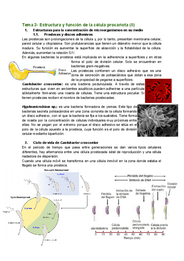 Miniatura del documento Tema-3-Estructura-y-funcion-de-la-celula-procariota-II.pdf
