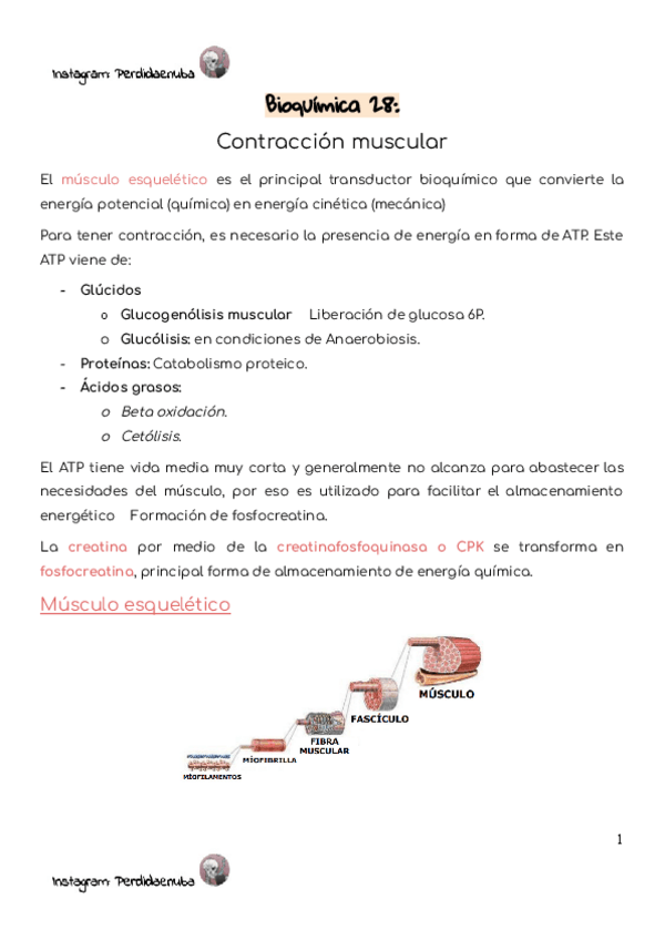 Miniatura del documento Bioquimica-28-Contraccion-muscular.pdf