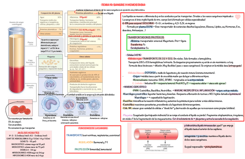 Miniatura del documento Tema-19-Fisiologia.pdf
