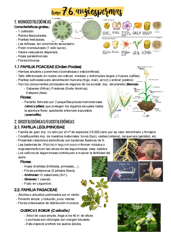 Miniatura del documento Tema-7.pdf