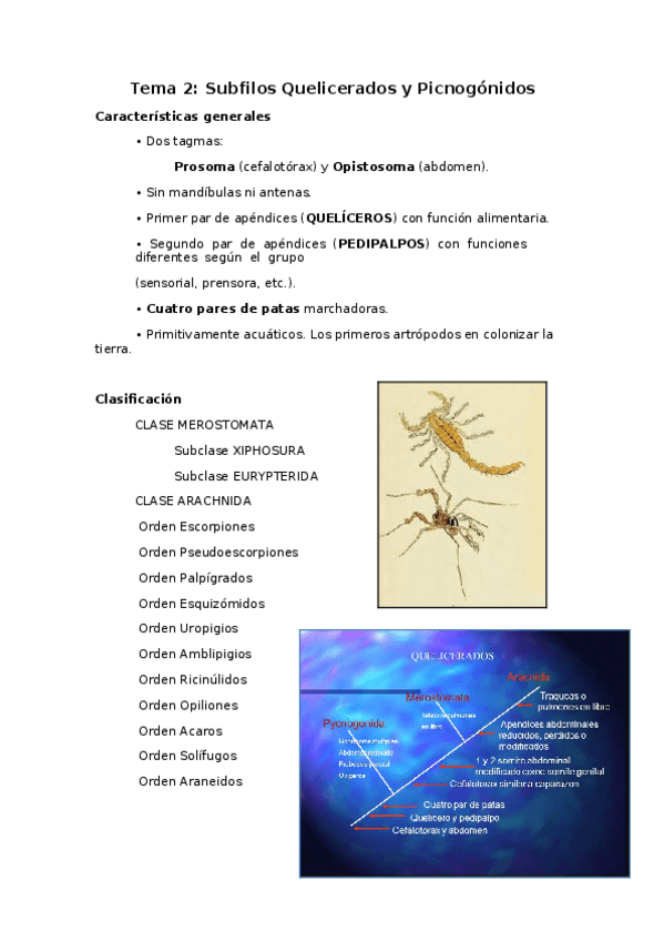 Miniatura del documento Tema-2-Quelicerados-y-Picnogonidos.docx