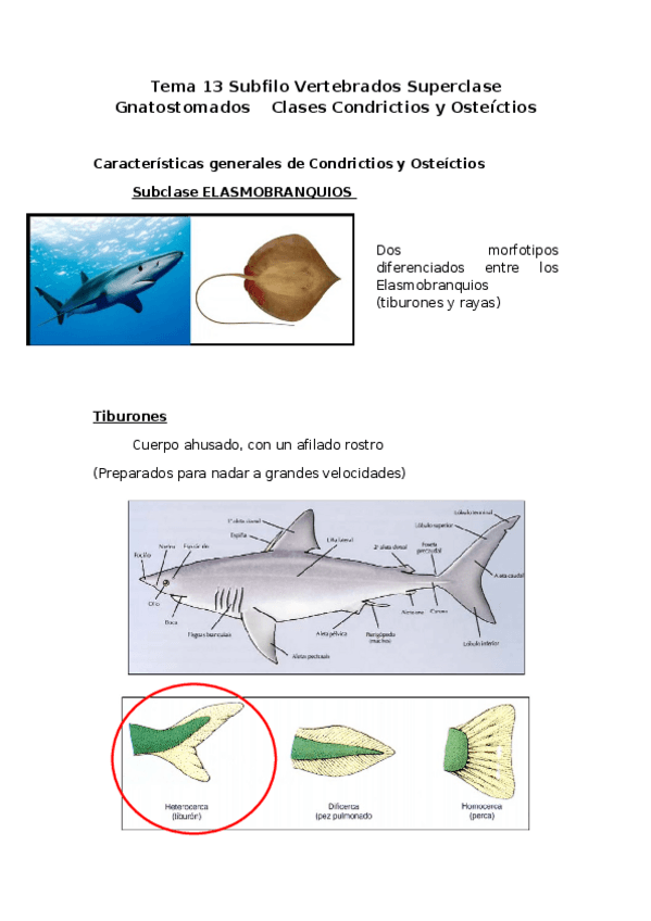 Miniatura del documento Tema-13-Subfilo-Vertebrados-Superclase-Gnatostomados-Clases-Condrictios-y-Osteictios.docx