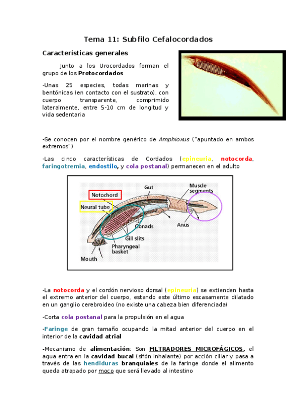 Miniatura del documento Tema-11-Subfilo-Cefalocordados.docx