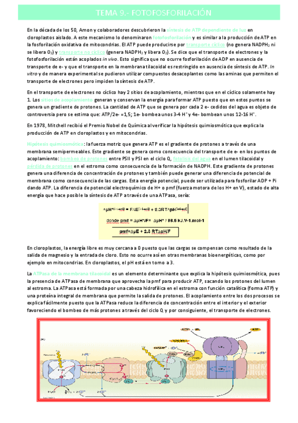 Miniatura del documento fotofosforilaciontema-9.pdf