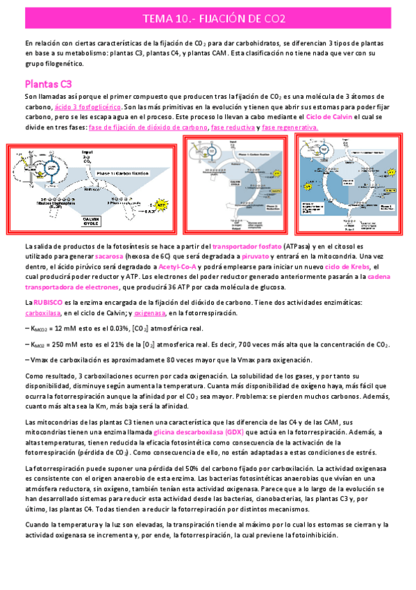 Miniatura del documento fijacion-de-CO2tema-10.pdf