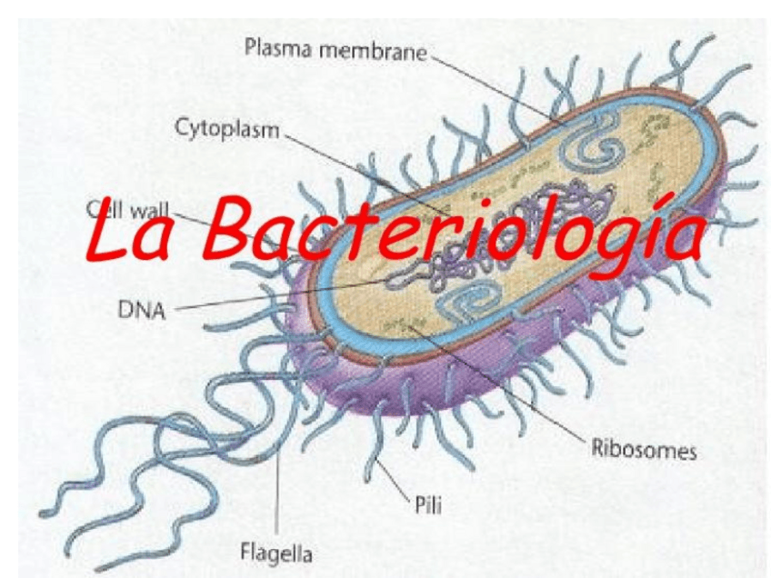 Miniatura del documento Clase-2-Bacteriologia.pdf