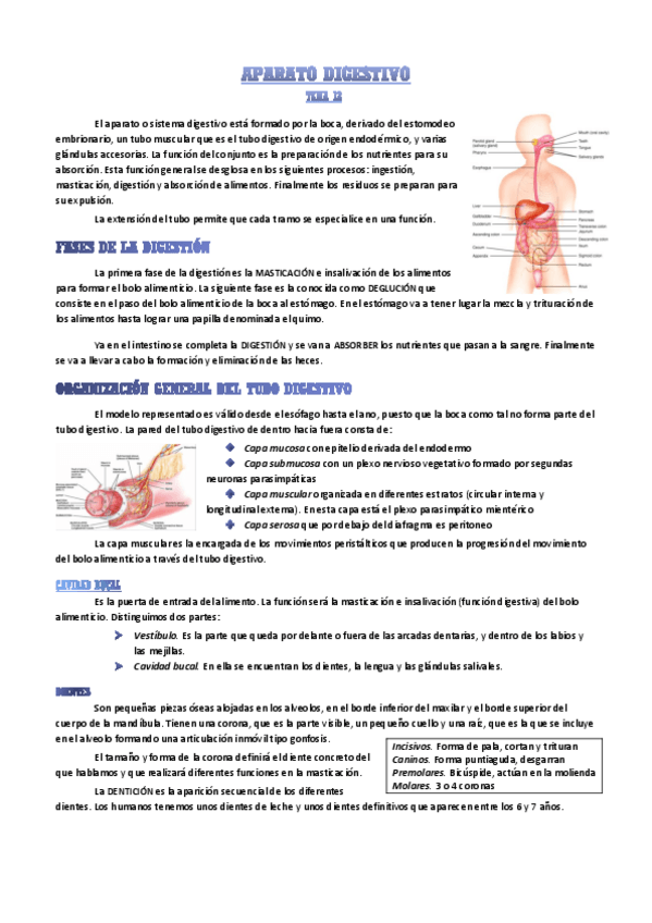 Miniatura del documento aparato-digestivo.pdf