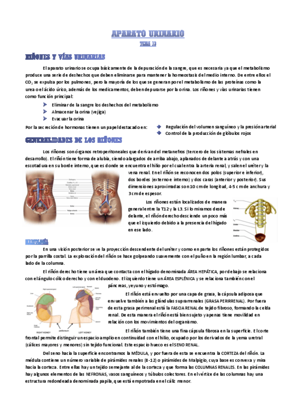 Miniatura del documento aparato-urinario.pdf