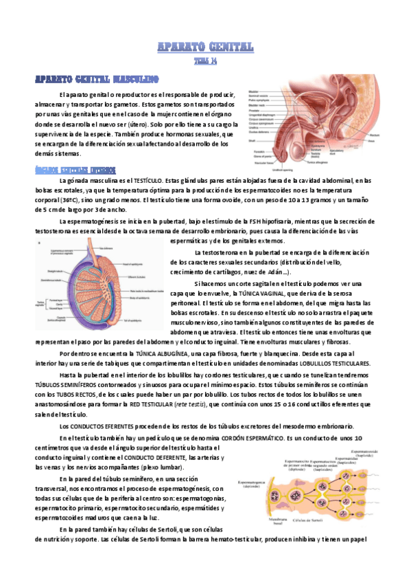 Miniatura del documento aparato-genital.pdf