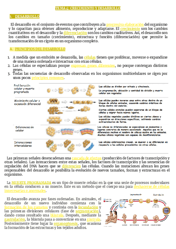 Miniatura del documento TEMA-4-CRECIMIENTO-Y-DESARROLLO-1.pdf