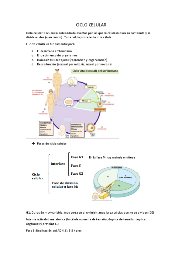 Miniatura del documento 12-Ciclo-celular.pdf