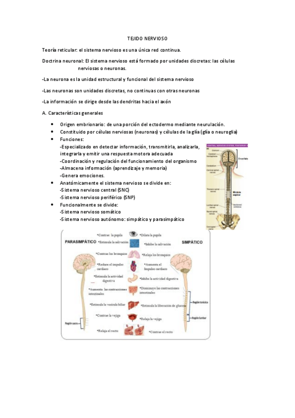 Miniatura del documento 11-Tejido-nervioso.pdf
