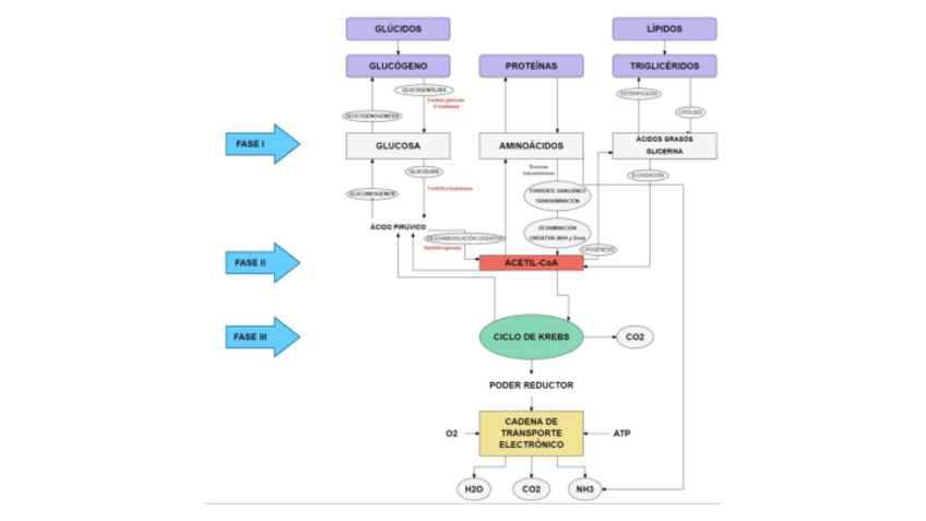 Miniatura del documento Tema12Act1.pdf