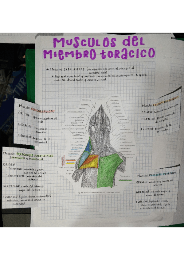 Miniatura del documento MUSCULOS-MIEMBRO-TORACICO-EXTRINSECOS.pdf