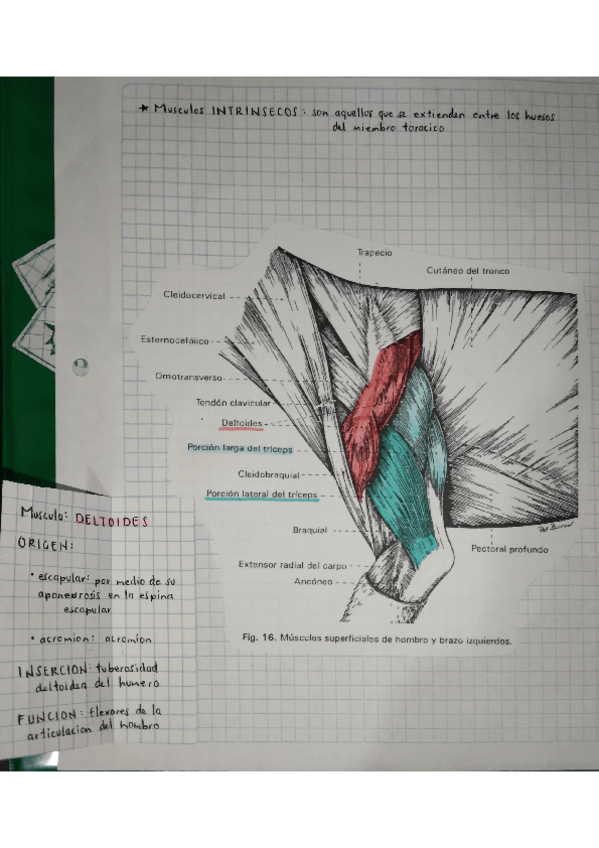 Miniatura del documento MUSCULOS-MIEMBRO-TORACICO-INTRINSECOS.pdf
