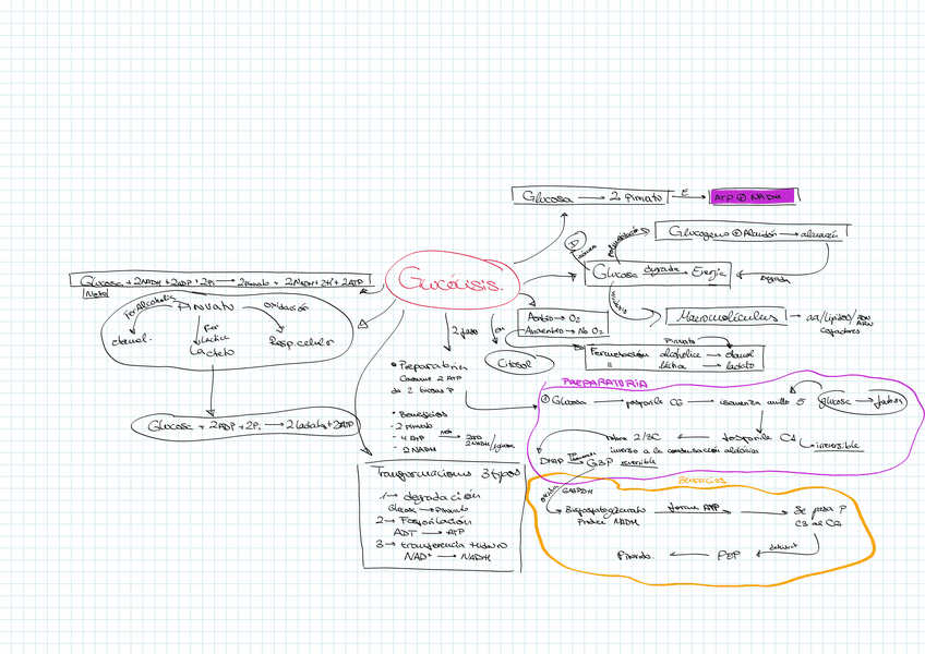 Miniatura del documento BIOQUIMICA-mapas-mentales.pdf
