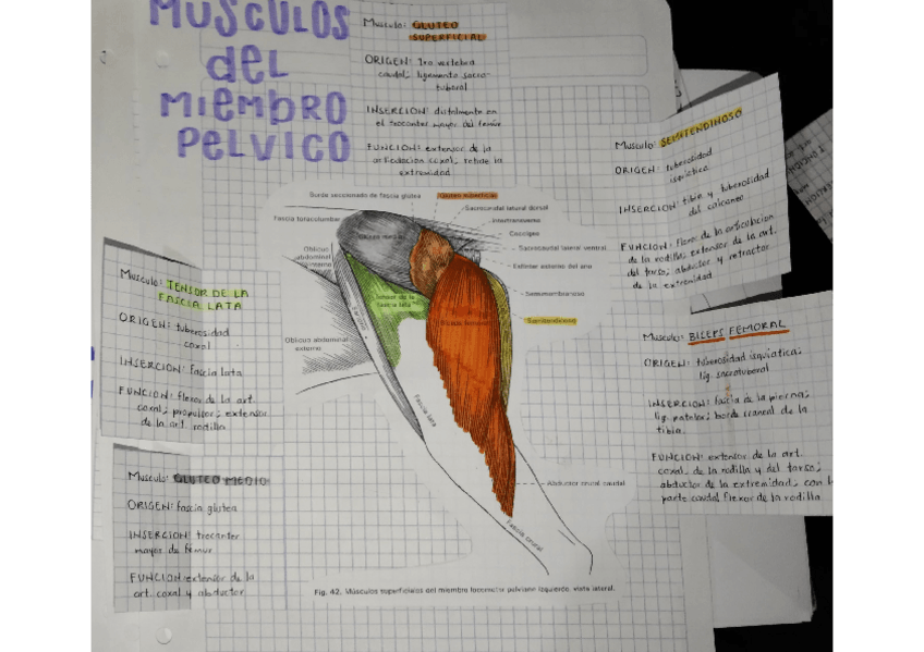Miniatura del documento MUSCULOS-MIEMBRO-PELVICO.pdf