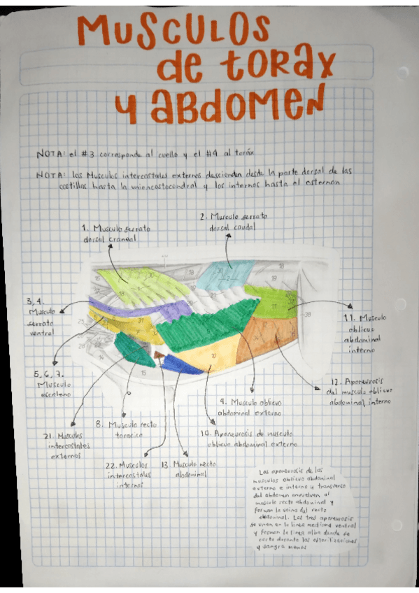 Miniatura del documento MUSCULOS-DE-TORAX-Y-ABDOMEN.pdf