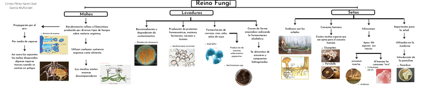 Miniatura del documento Hongos.pdf