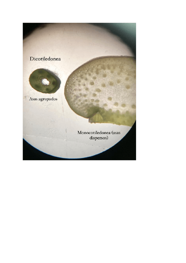 Miniatura del documento PRACTICA-VEGETAL.pdf