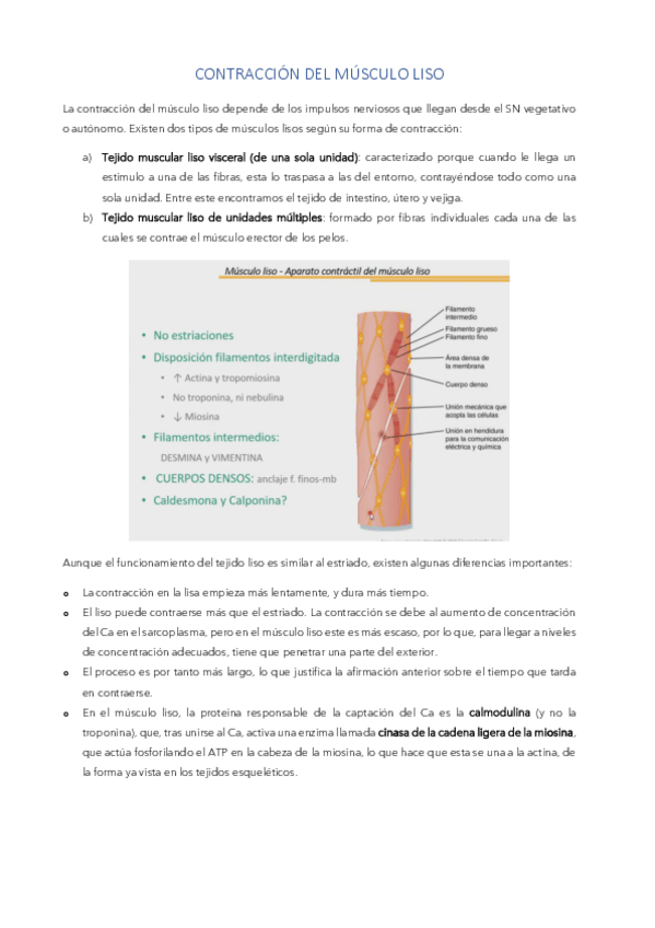Miniatura del documento Contraccion-del-musculo-liso.pdf