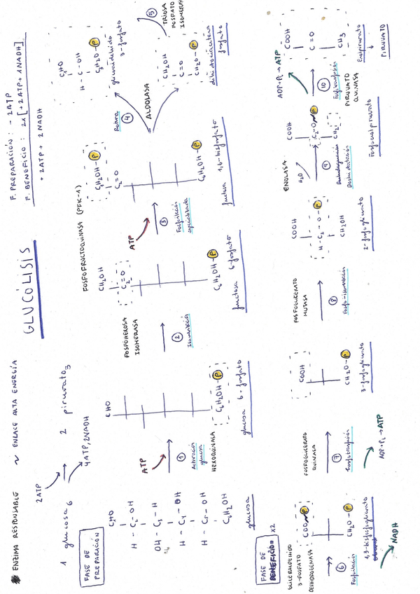 Miniatura del documento EsquemaGlucolisis.jpg