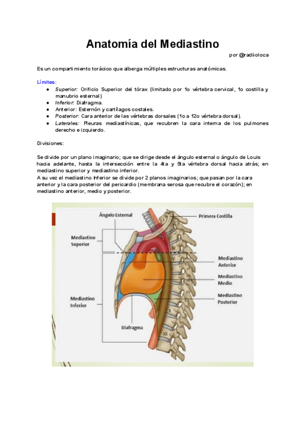 Miniatura del documento Anatomia-del-Mediastino.pdf