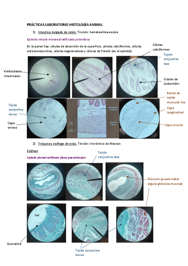 Miniatura del documento PRACTICAS-LABORATORIO-HISTOLOGIA-ANIMAL.pdf