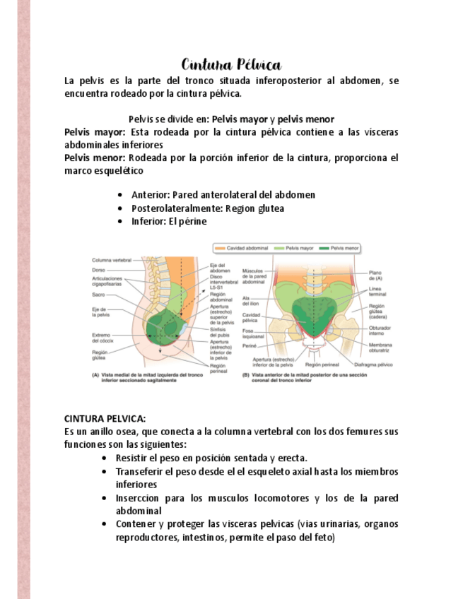 Miniatura del documento Apunte-cintura-pelvica.pdf