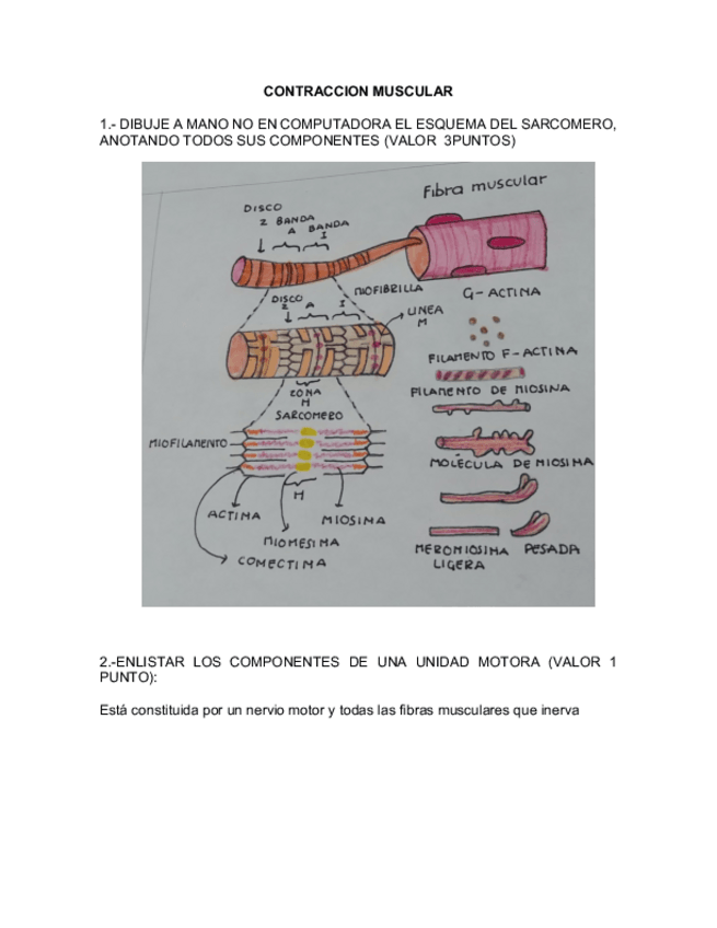 Miniatura del documento FISIOLOGICA-ME.pdf