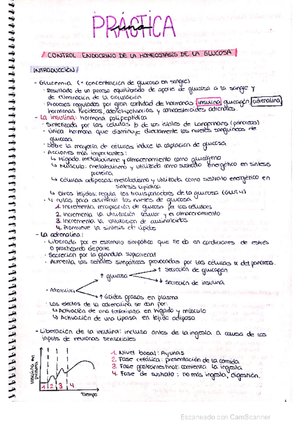 Miniatura del documento Endopracticas.pdf