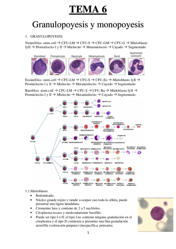 Miniatura del documento TEMA-6-HEMA.pdf