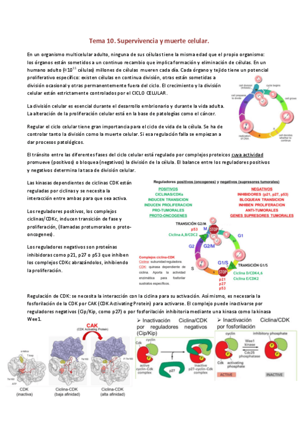 Miniatura del documento Tema-10.pdf