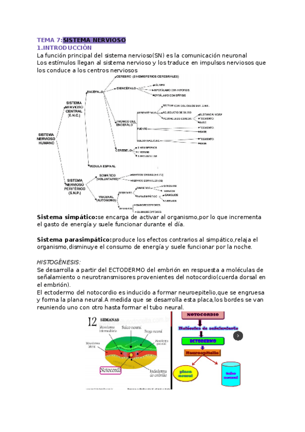 Miniatura del documento Tejido-nervioso-1.docx
