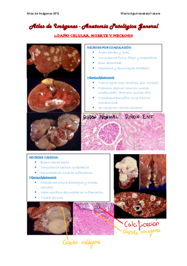 Miniatura del documento Atlas-de-imagenes-APG-Badiola.pdf