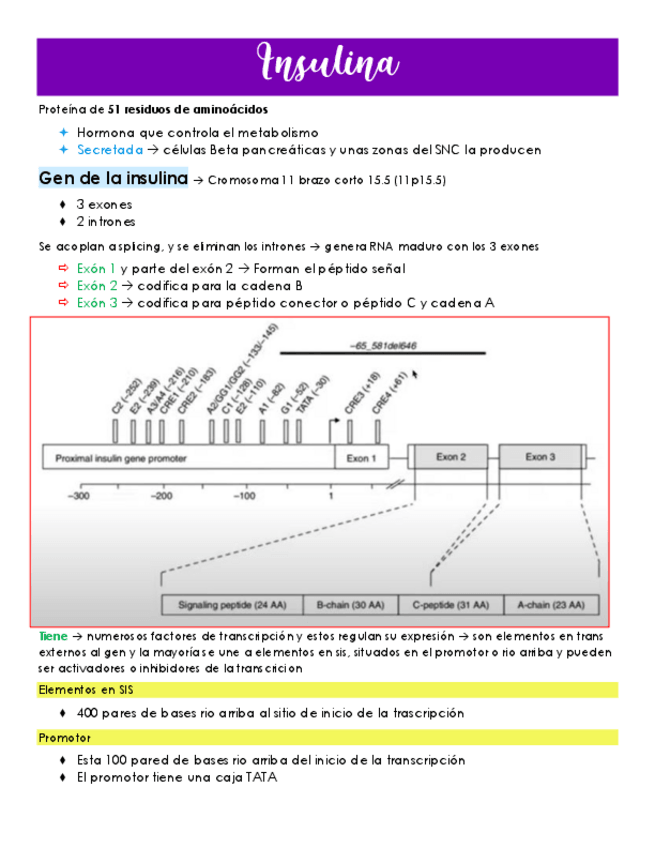Miniatura del documento Insulina.pdf