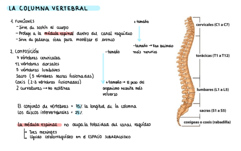 Miniatura del documento TRONCO.pdf