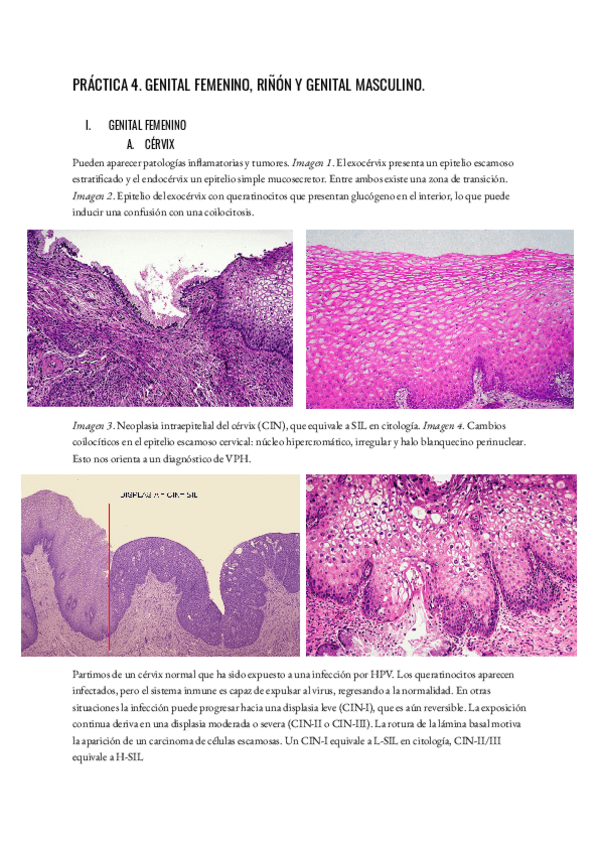 Miniatura del documento Practica-4.pdf