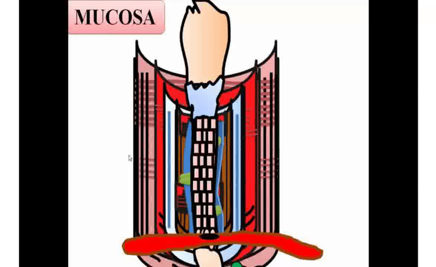 Miniatura del documento APARATO-DIGESTIVO-TUBULAR-PARTE-2.avi