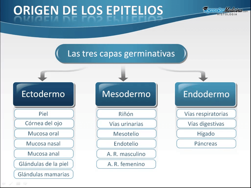 Miniatura del documento Epitelio.mp4